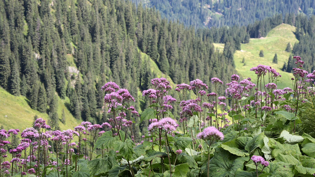 Bloemenpracht